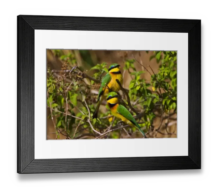 Framed Print : A Little Bee-eater perched on a tree branch in the Msai Mara Kenya. (RF) Framed Print : A Little Bee-eater perched on a tree branch in the Msai Mara Kenya. (RF)