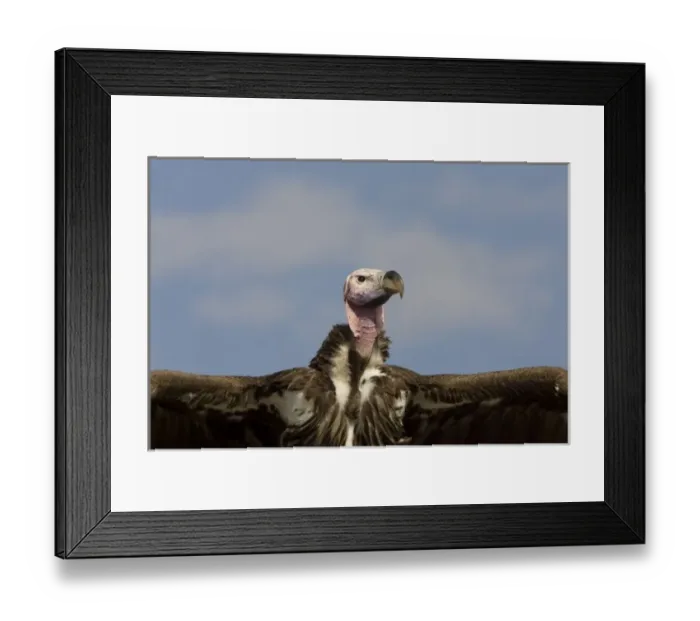 Framed Print : Kenya. Close-up of lappet-faced vulture head and outstretched wings