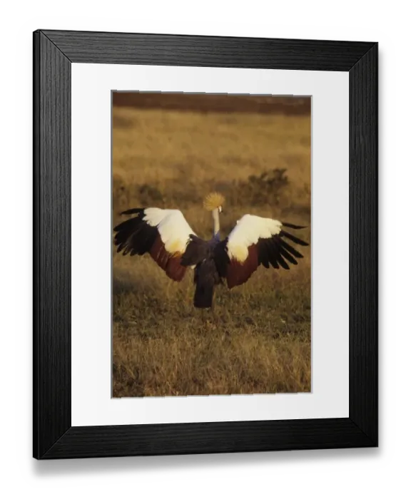 Framed Print : East African Crowned Crane (Balearica regulorum) about to fly, Msai Mara, Kenya Framed Print : East African Crowned Crane (Balearica regulorum) about to fly, Msai Mara, Kenya