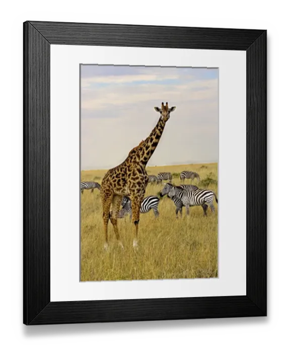 Framed Print : Africa, Kenya Framed Print : Africa, Kenya