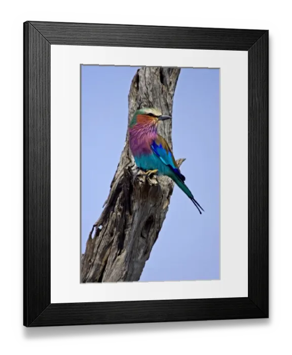Framed Print : Africa, Kenya Framed Print : Africa, Kenya