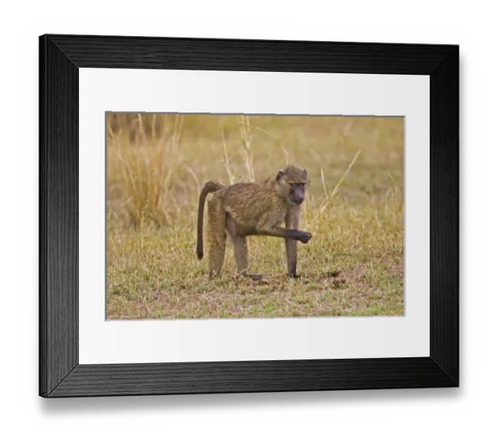 Framed Print : Africa, Kenya Framed Print : Africa, Kenya
