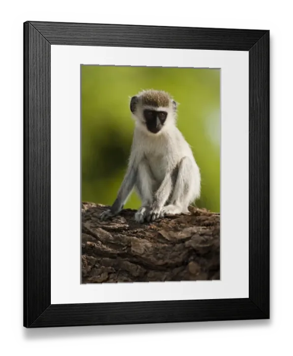 Framed Print : Africa, Kenya Framed Print : Africa, Kenya