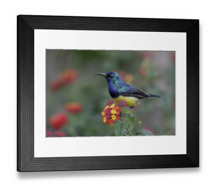 Framed Print : Kenya, Lake Naivasha. Variable sunbird male on flowers Framed Print : Kenya, Lake Naivasha. Variable sunbird male on flowers