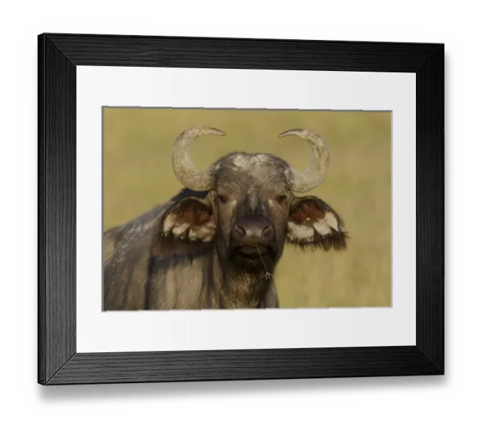 Framed Print : Africa, Kenya