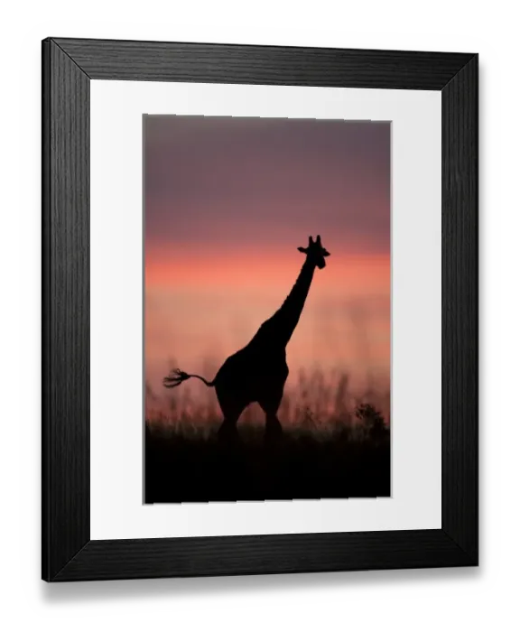 Framed Print : Masai giraffes, Giraffa camelopardalis tippelskirchi, in the Masai Mara GR, Kenya Framed Print : Masai giraffes, Giraffa camelopardalis tippelskirchi, in the Masai Mara GR, Kenya