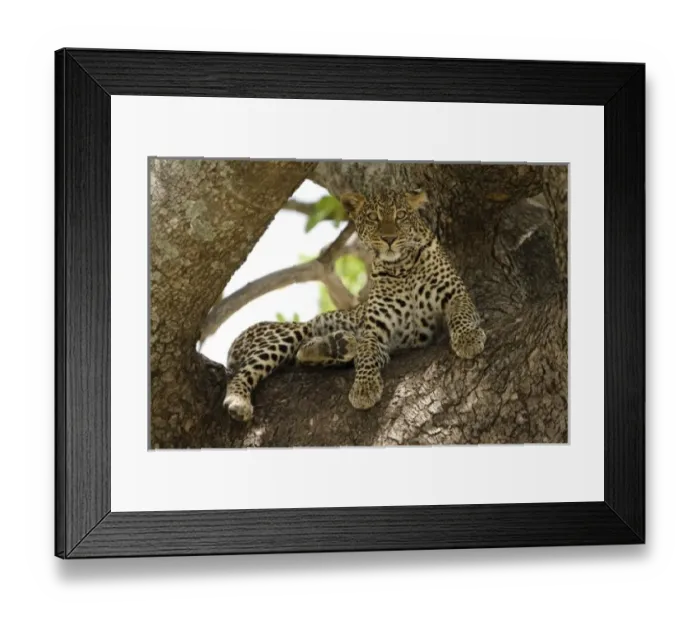 Framed Print : Africa, Kenya Framed Print : Africa, Kenya