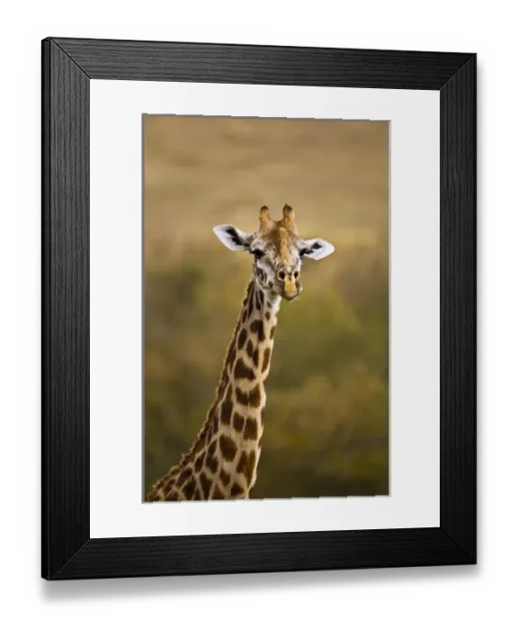 Framed Print : Africa, Kenya Framed Print : Africa, Kenya