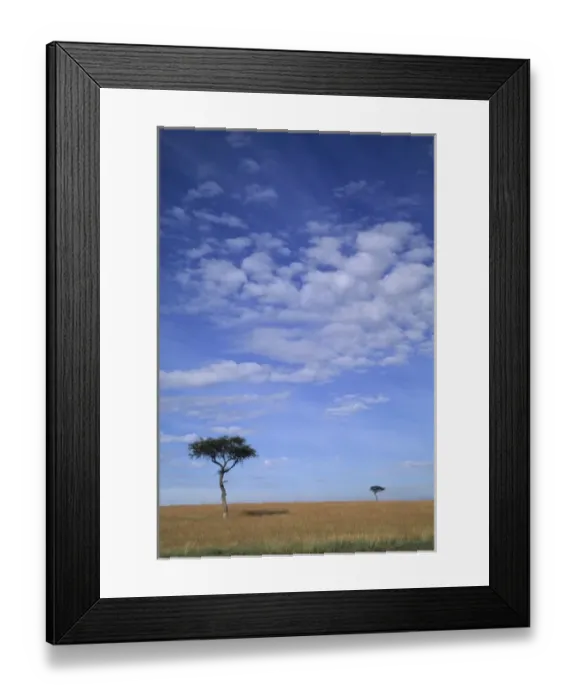Framed Print : Acacia trees on vast grass plains, Msai Mara, Kenya Framed Print : Acacia trees on vast grass plains, Msai Mara, Kenya