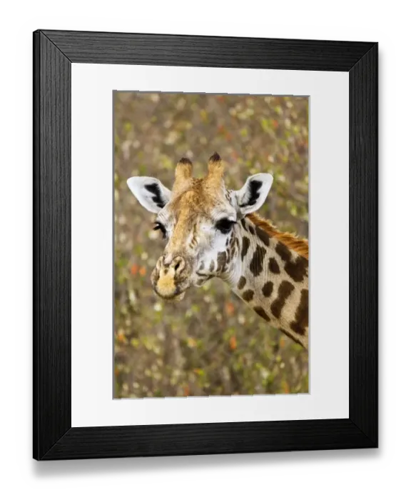 Framed Print : Africa, Kenya Framed Print : Africa, Kenya