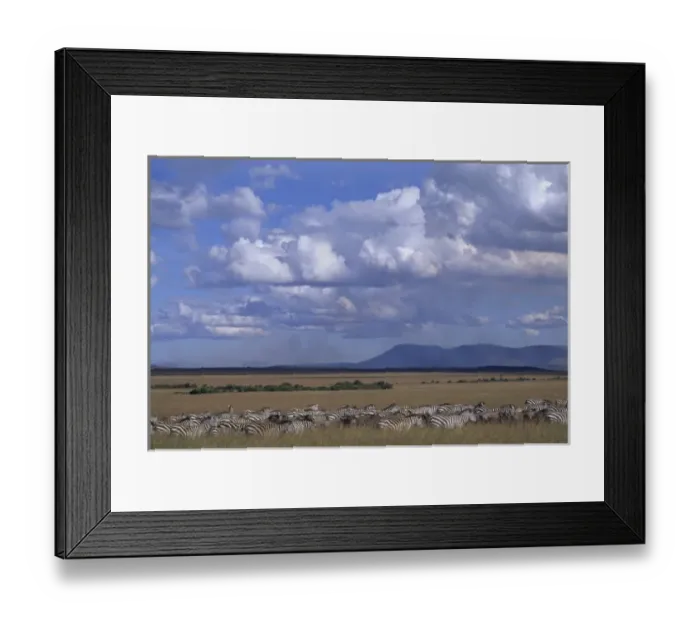 Framed Print : Zebras grazing on grass plains, Msai Mara, Kenya Framed Print : Zebras grazing on grass plains, Msai Mara, Kenya