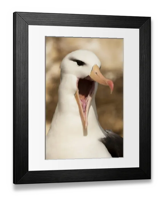 Framed Print : Unknown. Black-browed Albatross, Thalassarche melanophrys