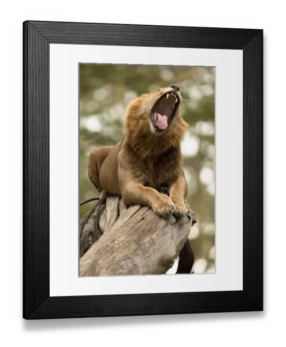 Framed Print : Africa, Kenya Framed Print : Africa, Kenya