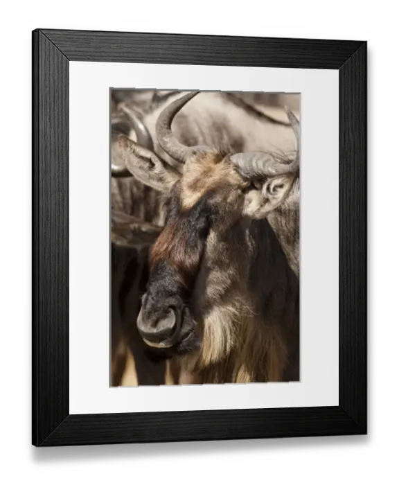 Framed Print : Lower Mara, Masai Mara GR, Kenya, White-bearded Wildebeest or Gnu, Connochaetes taurinus Framed Print : Lower Mara, Masai Mara GR, Kenya, White-bearded Wildebeest or Gnu, Connochaetes taurinus
