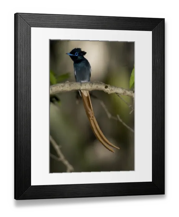 Framed Print : Africa, Kenya