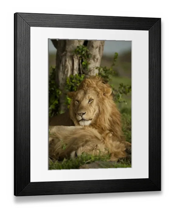 Framed Print : Lower Mara, Masai Mara Game Reserve, Kenya, Lion, Panthera leo, at rest Framed Print : Lower Mara, Masai Mara Game Reserve, Kenya, Lion, Panthera leo, at rest