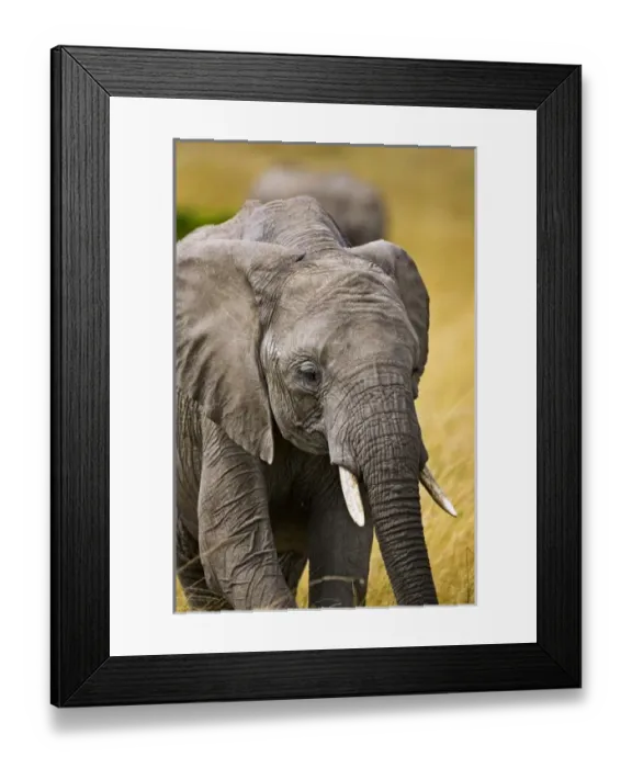 Framed Print : Africa, Kenya Framed Print : Africa, Kenya