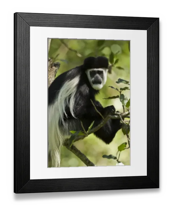 Framed Print : Black and White Colobus Monkey, Colobus guereza, eating in a tree, Nakuru, Kenya