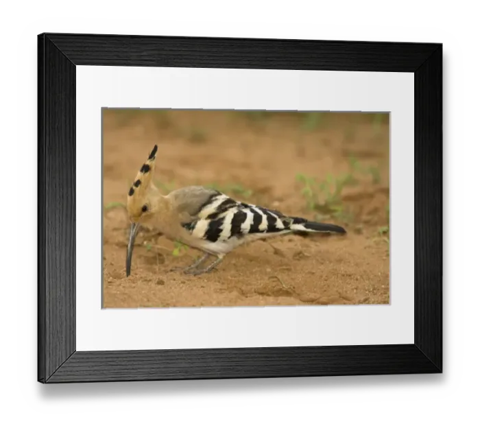 Framed Print : Africa, Kenya Framed Print : Africa, Kenya