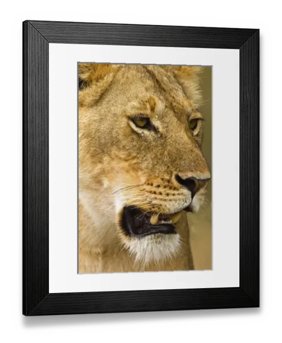 Framed Print : Africa, Kenya Framed Print : Africa, Kenya