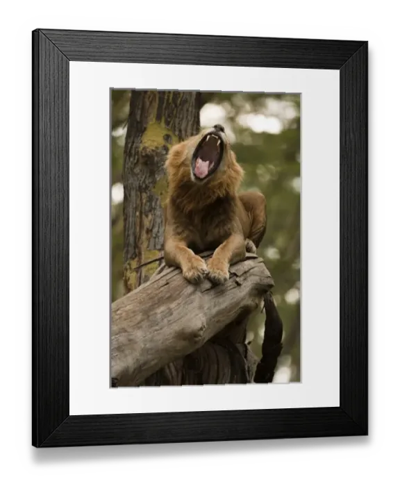 Framed Print : Africa, Kenya Framed Print : Africa, Kenya