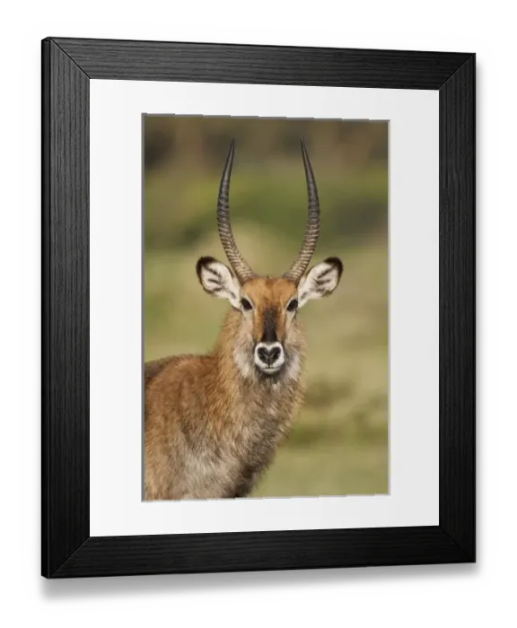 Framed Print : Africa, Kenya Framed Print : Africa, Kenya