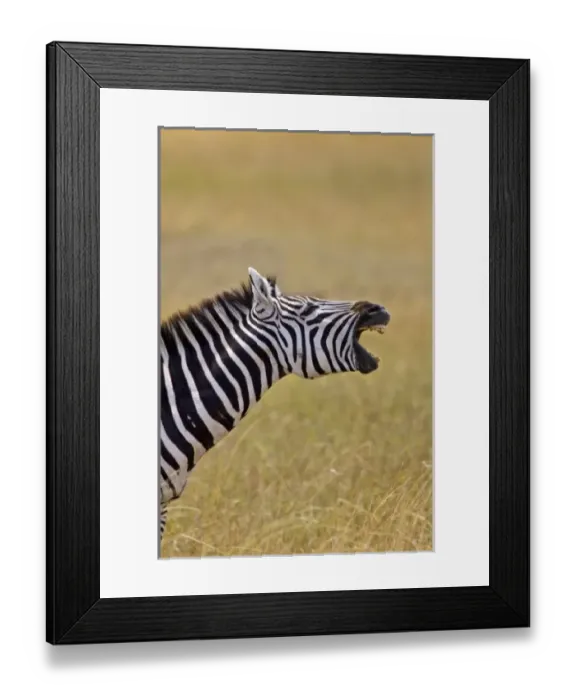 Framed Print : Africa, Kenya Framed Print : Africa, Kenya