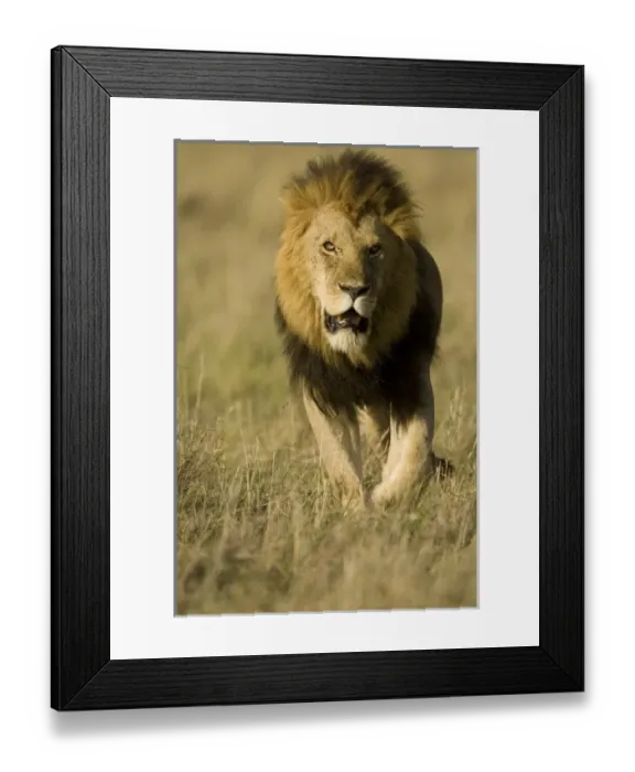Framed Print : Africa, Kenya Framed Print : Africa, Kenya