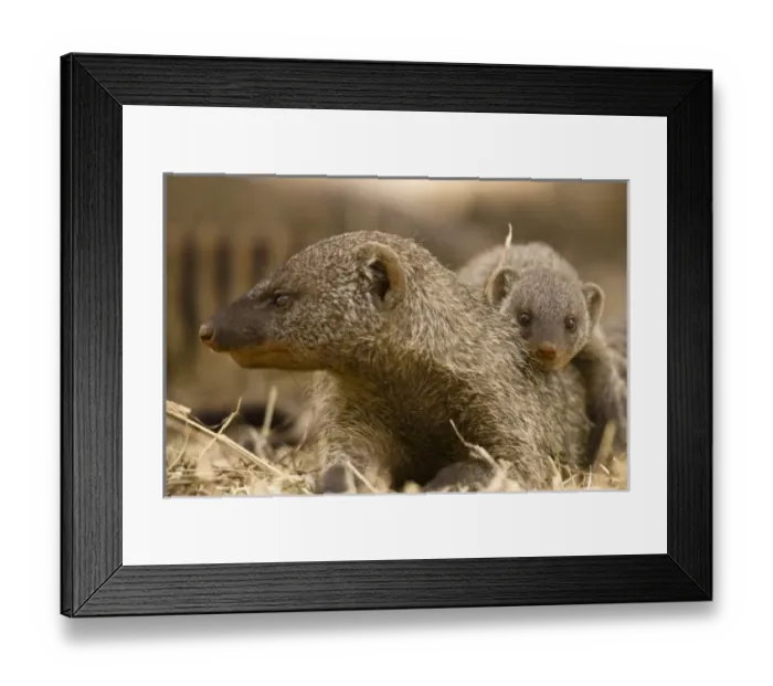 Framed Print : Banded Mongoose, Mungos mungo, with its pup in a colony in the Masai Mara GR, Kenya