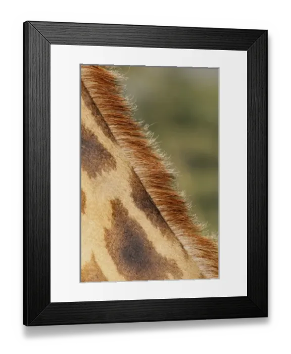 Framed Print : Kenya, Nakuru National Park. Detail of Rothschilds giraffe mane and fur pattern Framed Print : Kenya, Nakuru National Park. Detail of Rothschilds giraffe mane and fur pattern