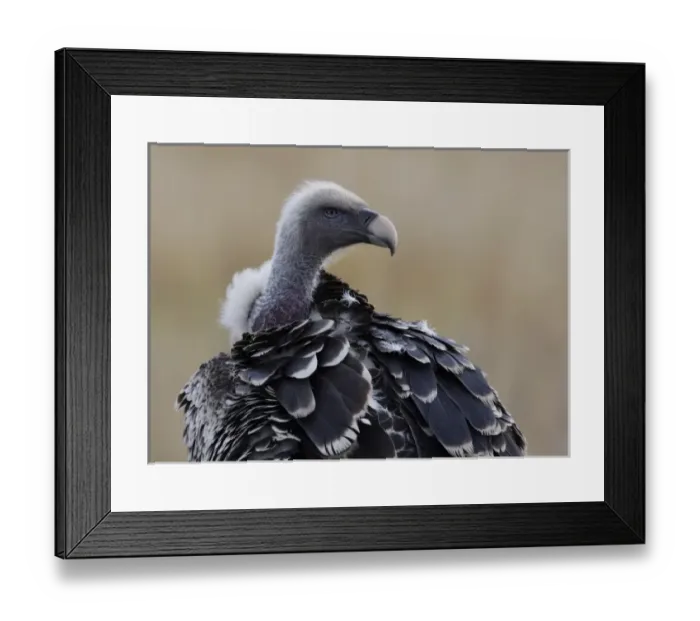Framed Print : Kenya, Masai Mara, Keekorok Lodge. Close-up of Ruppells griffon vulture Framed Print : Kenya, Masai Mara, Keekorok Lodge. Close-up of Ruppells griffon vulture