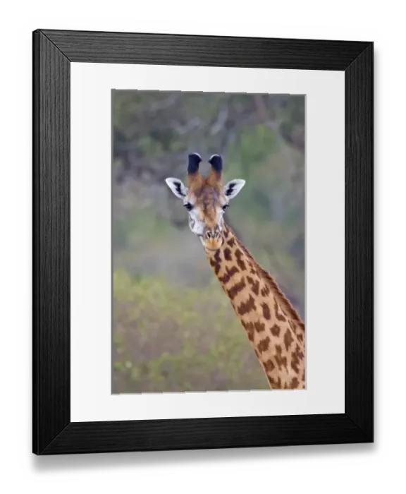 Framed Print : Africa, Kenya Framed Print : Africa, Kenya