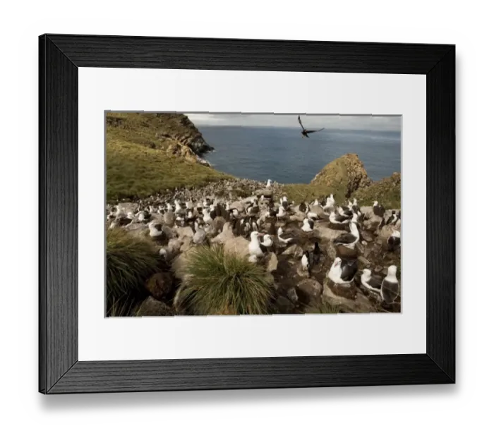 Framed Print : Black-browed Albatross, Thalassarche melanophrys, colony with a hunting skua flying