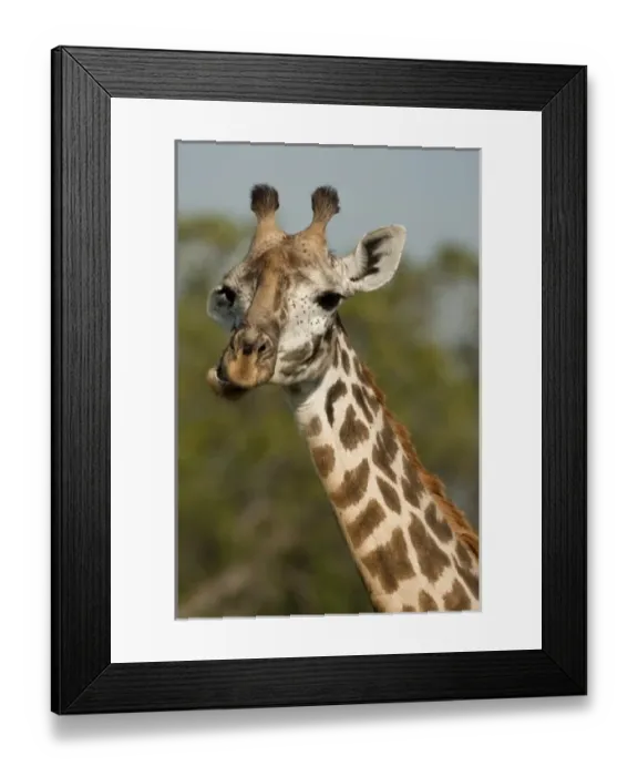 Framed Print : Masai Giraffe, Giraffa camelopardalis tippelskirchi, in grasses in Upper Mara, Masai Mara GR Framed Print : Masai Giraffe, Giraffa camelopardalis tippelskirchi, in grasses in Upper Mara, Masai Mara GR