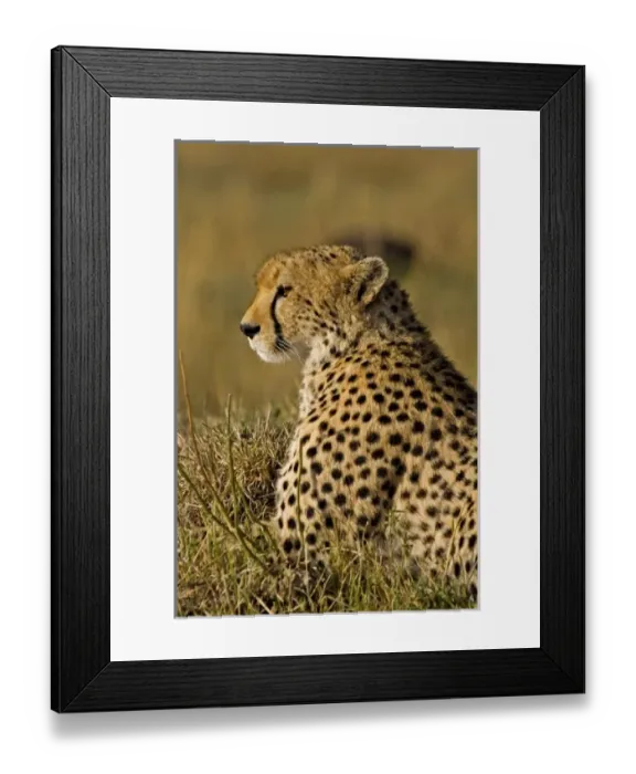 Framed Print : A Cheetah in the brush at the Msai Mara Kenya