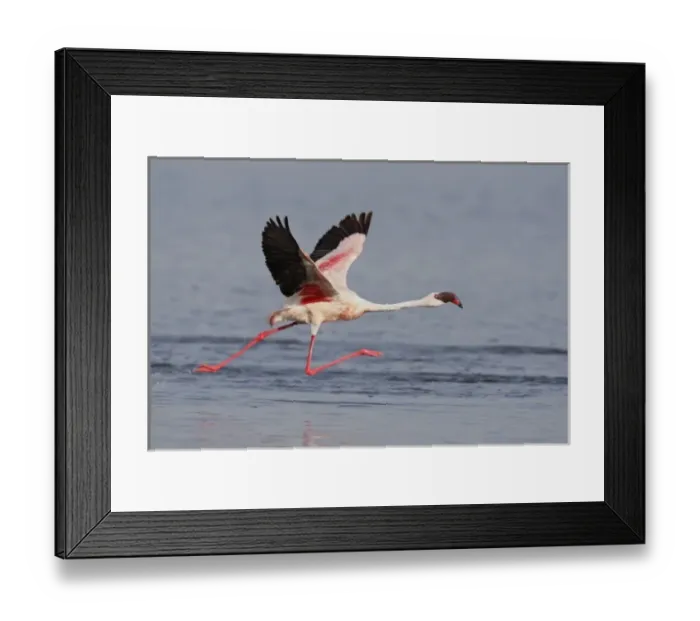 Framed Print : Kenya, Nakuru National Park. Lesser flamingo runs to take flight Framed Print : Kenya, Nakuru National Park. Lesser flamingo runs to take flight