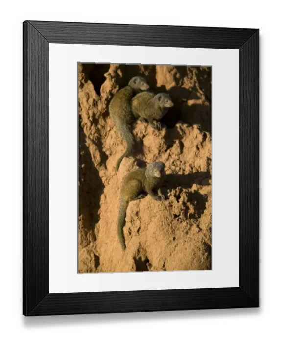 Framed Print : Africa, Kenya Framed Print : Africa, Kenya