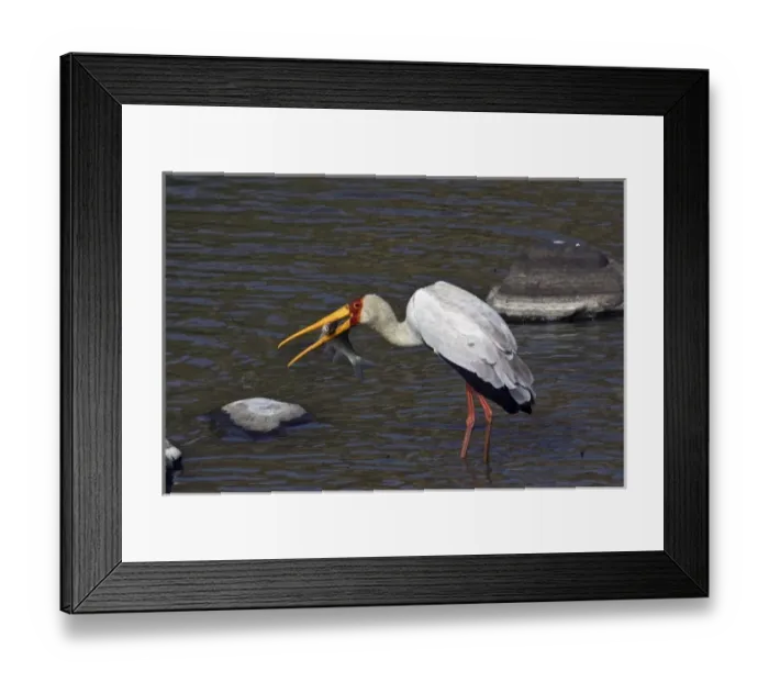 Framed Print : Kenya, Masai Mara. Yellow-billed stork with fish prey Framed Print : Kenya, Masai Mara. Yellow-billed stork with fish prey