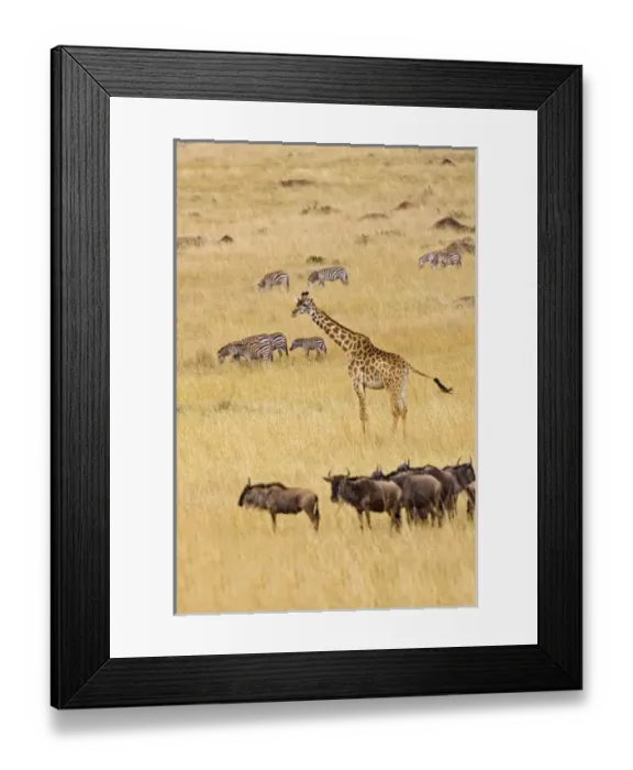 Framed Print : Africa, Kenya Framed Print : Africa, Kenya