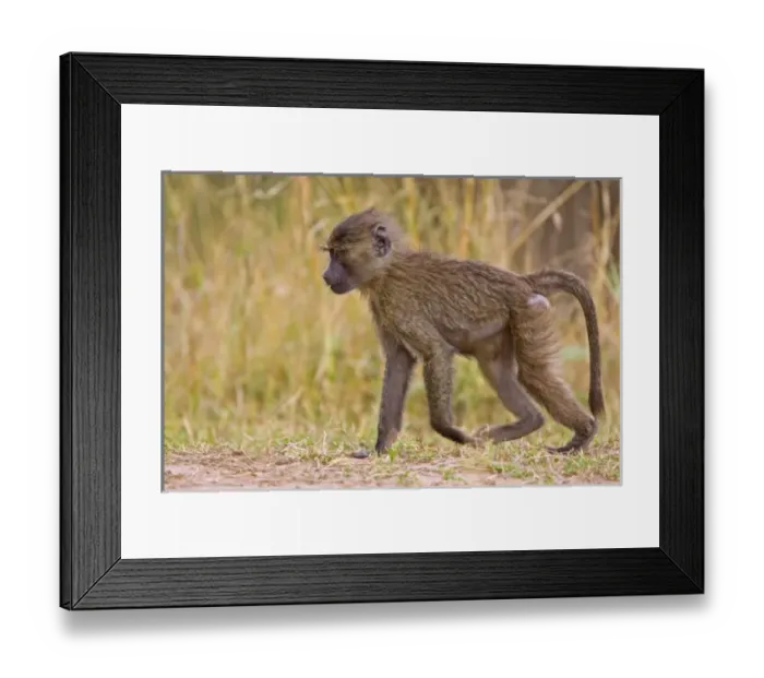 Framed Print : Africa, Kenya Framed Print : Africa, Kenya