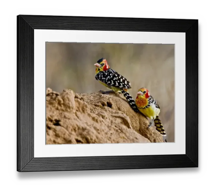 Framed Print : Africa, Kenya Framed Print : Africa, Kenya