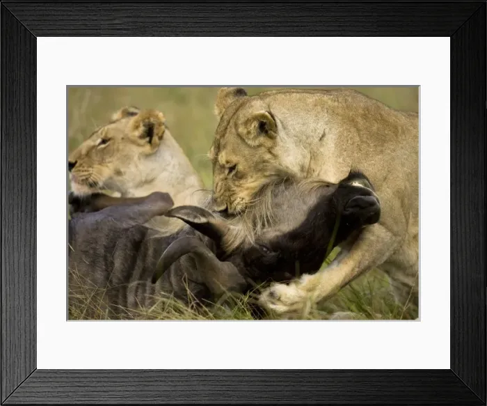 Framed Print : Africa, Kenya