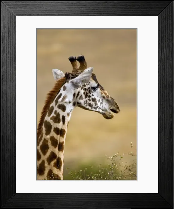 Framed Print : Africa, Kenya Framed Print : Africa, Kenya