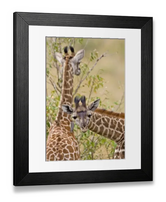 Framed Print : Africa, Kenya