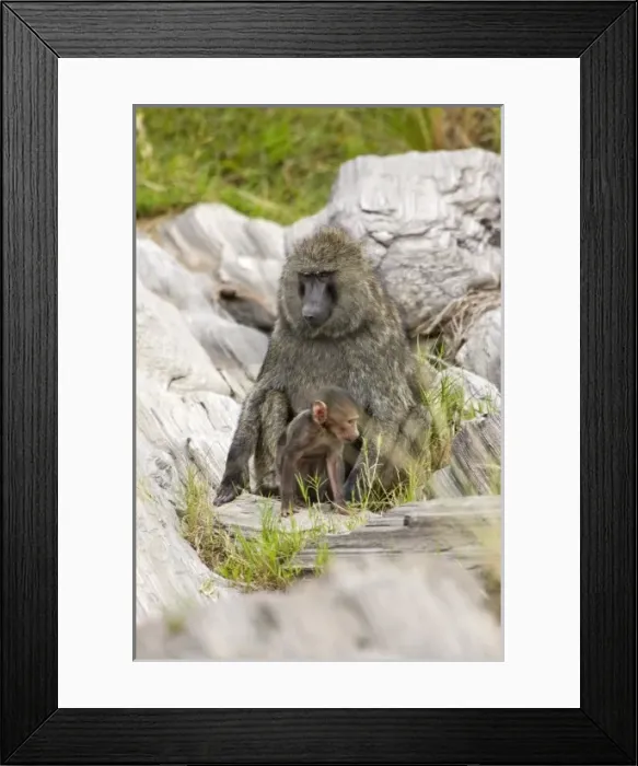 Framed Print : Africa, Kenya Framed Print : Africa, Kenya