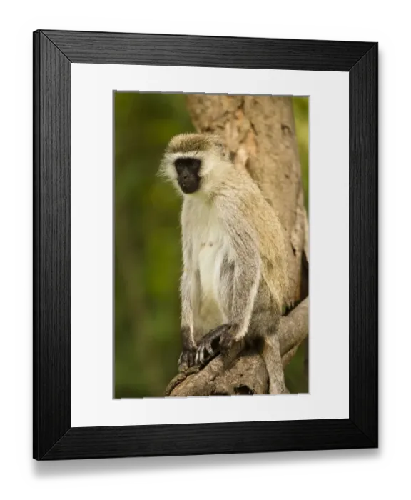 Framed Print : Africa, Kenya Framed Print : Africa, Kenya