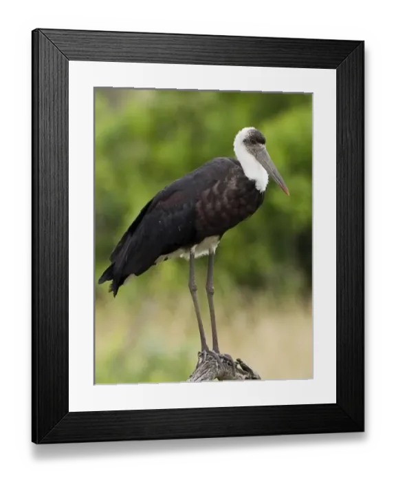 Framed Print : Kenya. Close-up of Abdims stork perched on branch Framed Print : Kenya. Close-up of Abdims stork perched on branch
