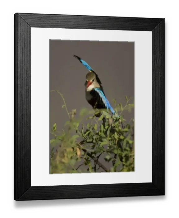 Framed Print : Grey-headed Kingfisher, Halcyon leucocephala in a courtship display, Masai Mara GR, Kenya, Africa Framed Print : Grey-headed Kingfisher, Halcyon leucocephala in a courtship display, Masai Mara GR, Kenya, Africa
