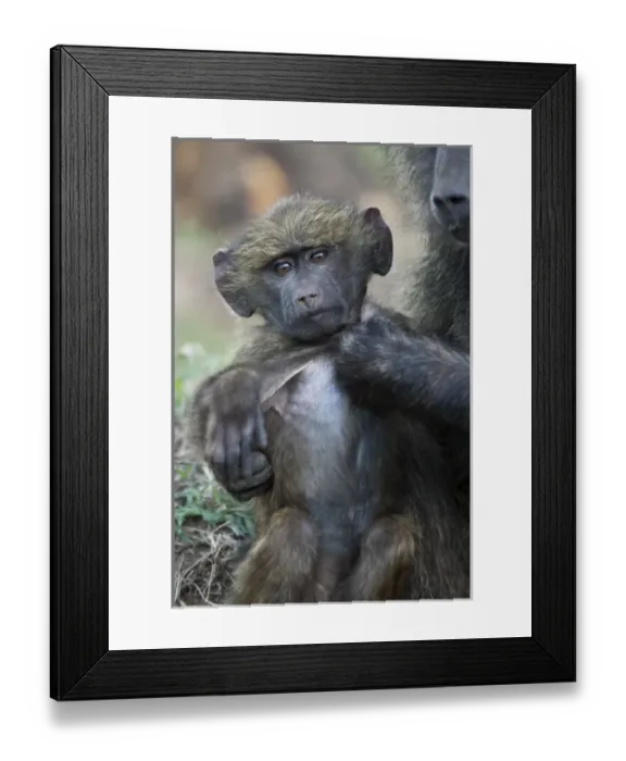 Framed Print : Africa, Kenya