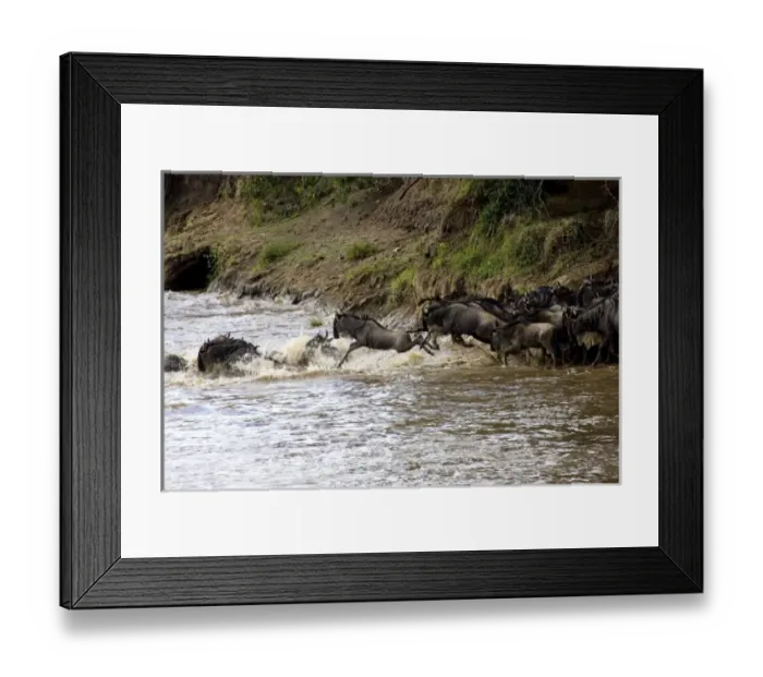 Framed Print : Crossing of the Mara River by Zebras and Wildebeest, migrating in the Msai Mara Kenya Framed Print : Crossing of the Mara River by Zebras and Wildebeest, migrating in the Msai Mara Kenya
